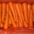 Buena cosecha de zanahoria fresca